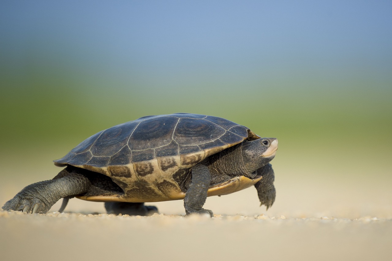 entdecken sie die vorteile des slow travel: eine entspannte art zu reisen, die es ihnen ermöglicht, tiefer in die kulturen einzutauchen, nachhaltige entscheidungen zu treffen und unvergessliche erlebnisse fernab des massentourismus zu genießen.