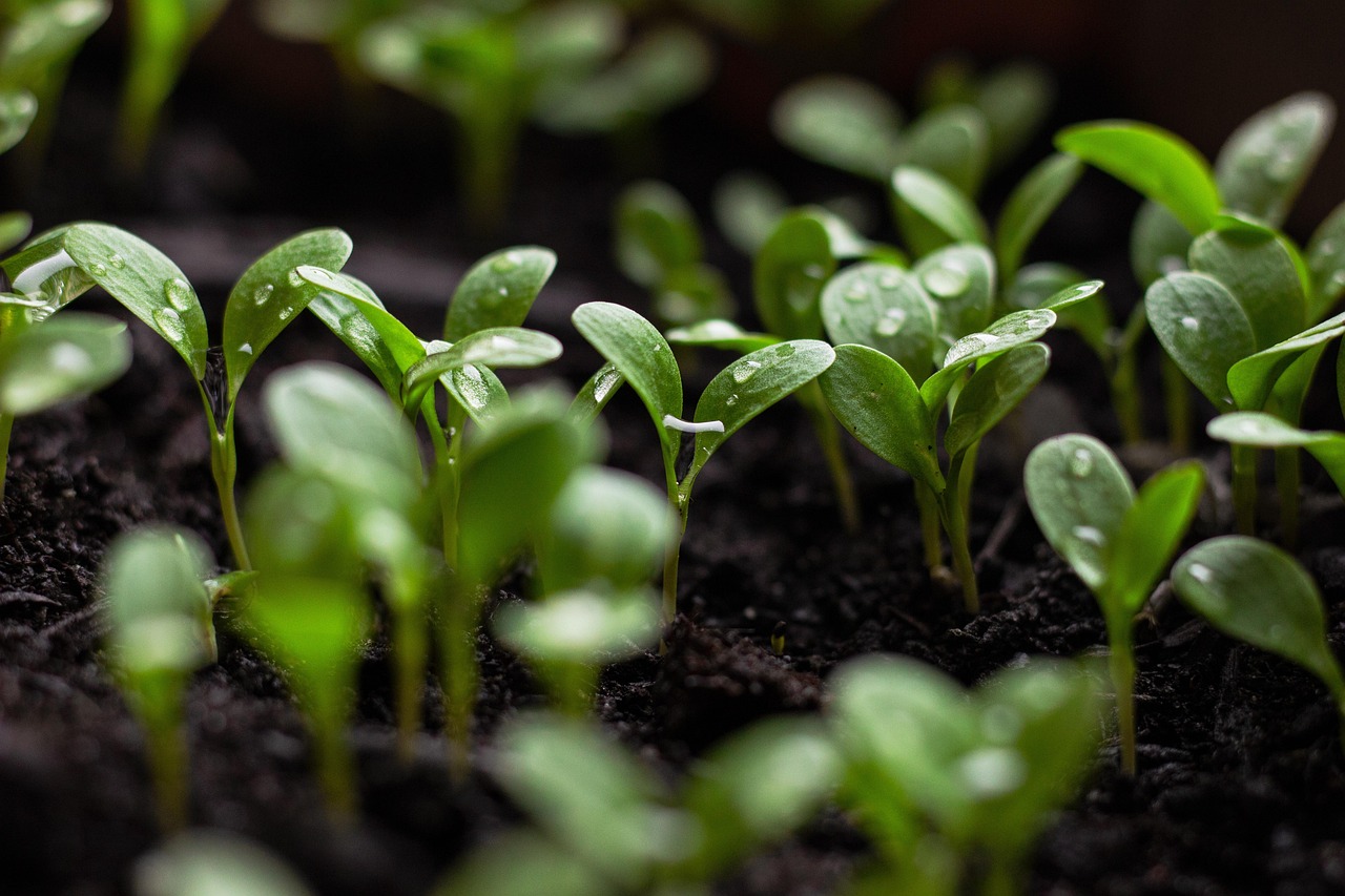 entdecken sie die vorteile der nachhaltigkeit. erfahren sie, wie nachhaltige praktiken unser leben bereichern und die umwelt schützen können. inspirierende ideen und tipps für einen umweltfreundlichen lebensstil.