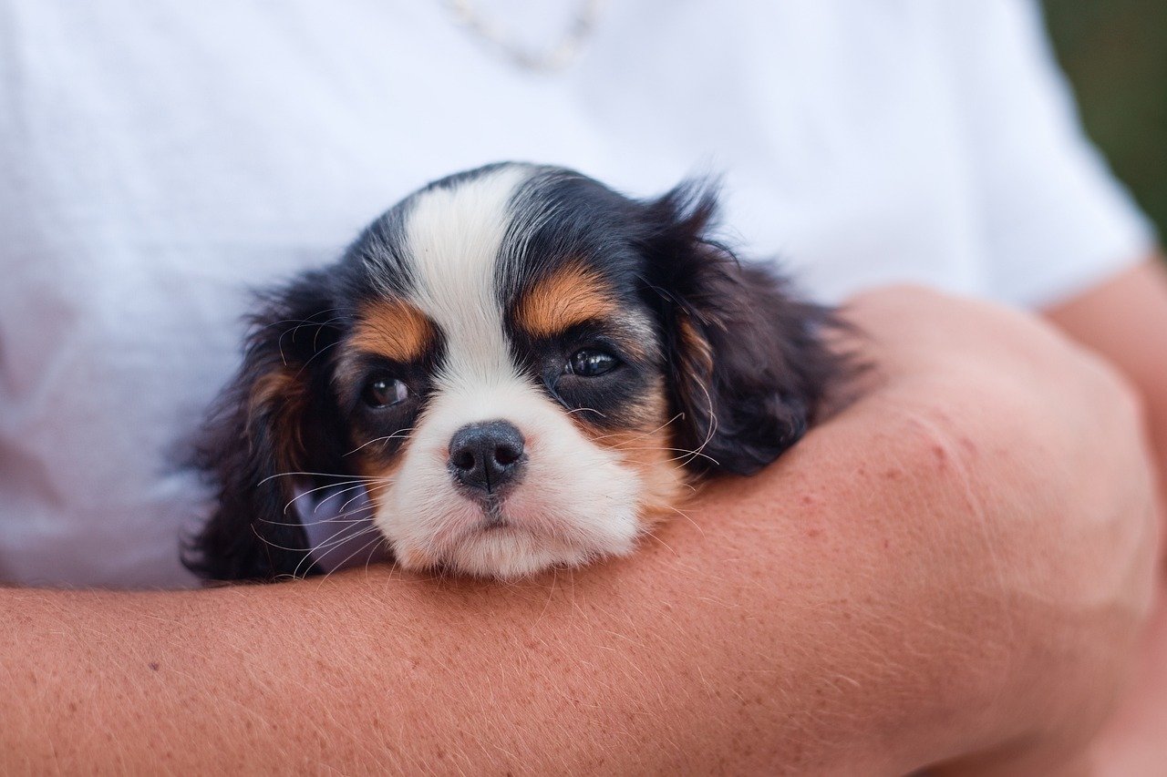 entdecken sie die welt der haustiere! von hunden und katzen bis hin zu exotischen tieren – finden sie wertvolle tipps zur pflege, ernährung und erziehung ihrer geliebten haustiere. erleben sie die freude und gesellschaft, die tiere in unser leben bringen.