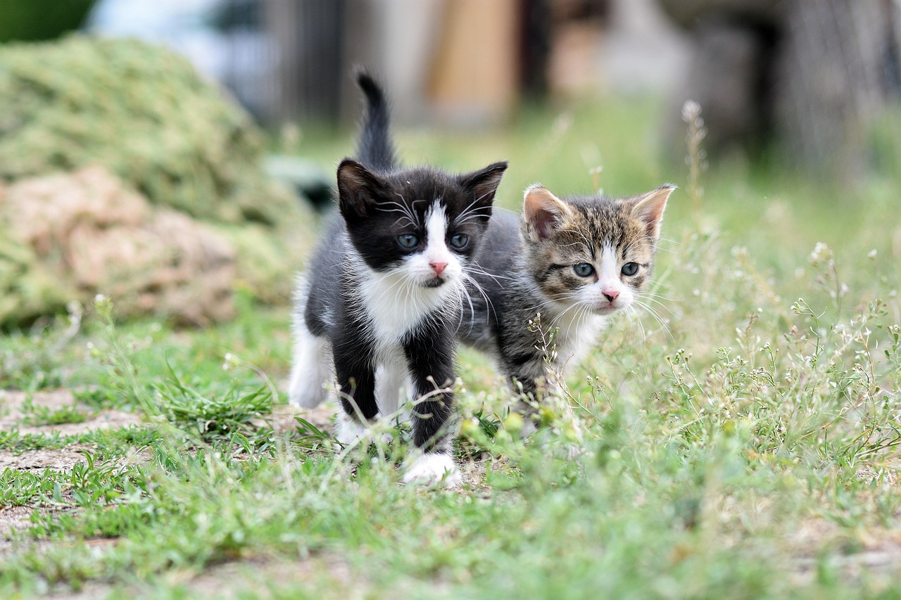 reisen mit haustieren: tipps und ratschläge für unvergessliche abenteuer mit ihrem vierbeinigen freund. erfahren sie, wie sie ihre reisen mit tieren stressfrei gestalten und die besten reiseziele für tierliebhaber entdecken.