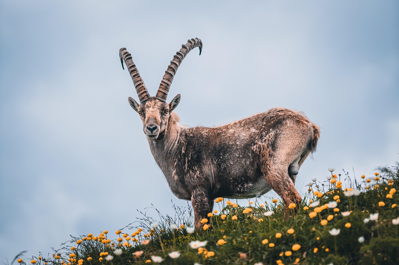 erfahren sie, was das reisestarot für steinbock im jahr 2025 bereithält. entdecken sie spannende reiseziele und einblicke in ihre astrologischen chancen für unvergessliche abenteuer.