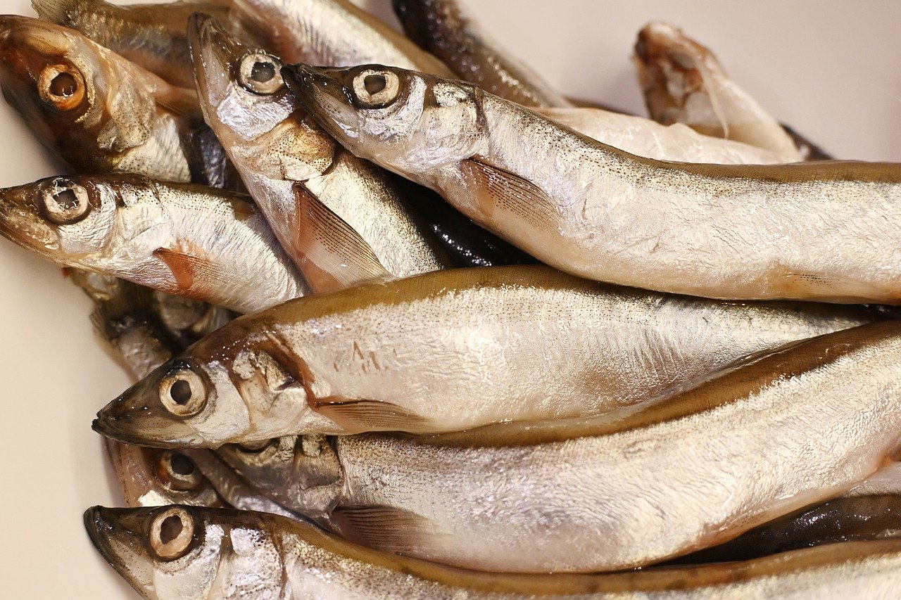 frischer fisch: entdecken sie die beste auswahl an hochwertigem, nachhaltig gefangenem fisch. genießen sie den geschmack des meeres direkt auf ihrem teller - köstlich, gesund und frisch geliefert.