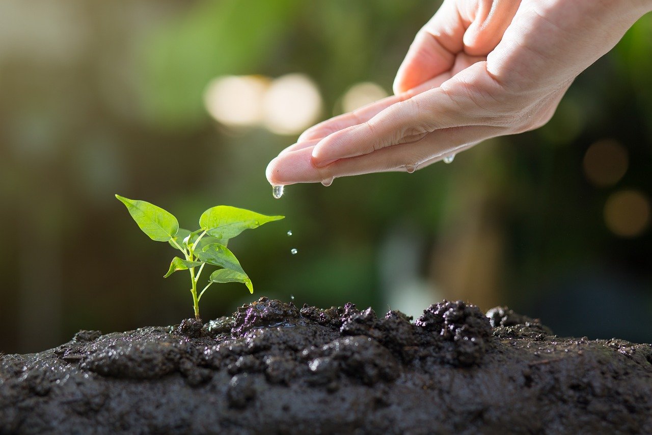 entdecken sie die freude am gärtnern! unsere tipps und tricks helfen ihnen, einen üppigen garten zu gestalten, sei es für blumen, gemüse oder kräuter. erfahren sie, wie sie mit nachhaltigen methoden und der richtigen pflege ihre pflanzen zum blühen bringen.