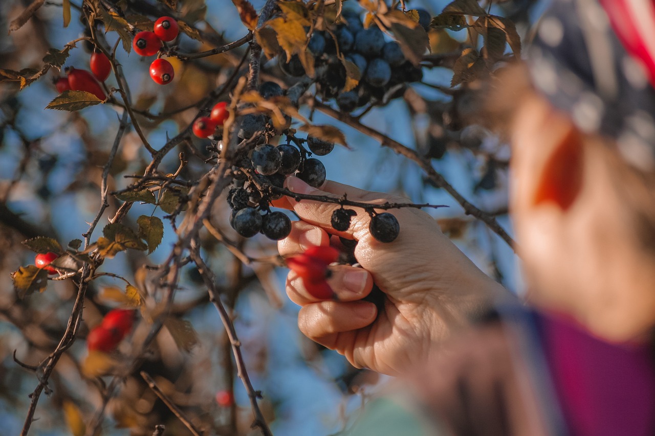 entdecken sie die neuesten techniken und technologien zur ernteoptimierung. erfahren sie, wie effektives ernten die erträge steigern und nachhaltige landwirtschaft fördern kann.