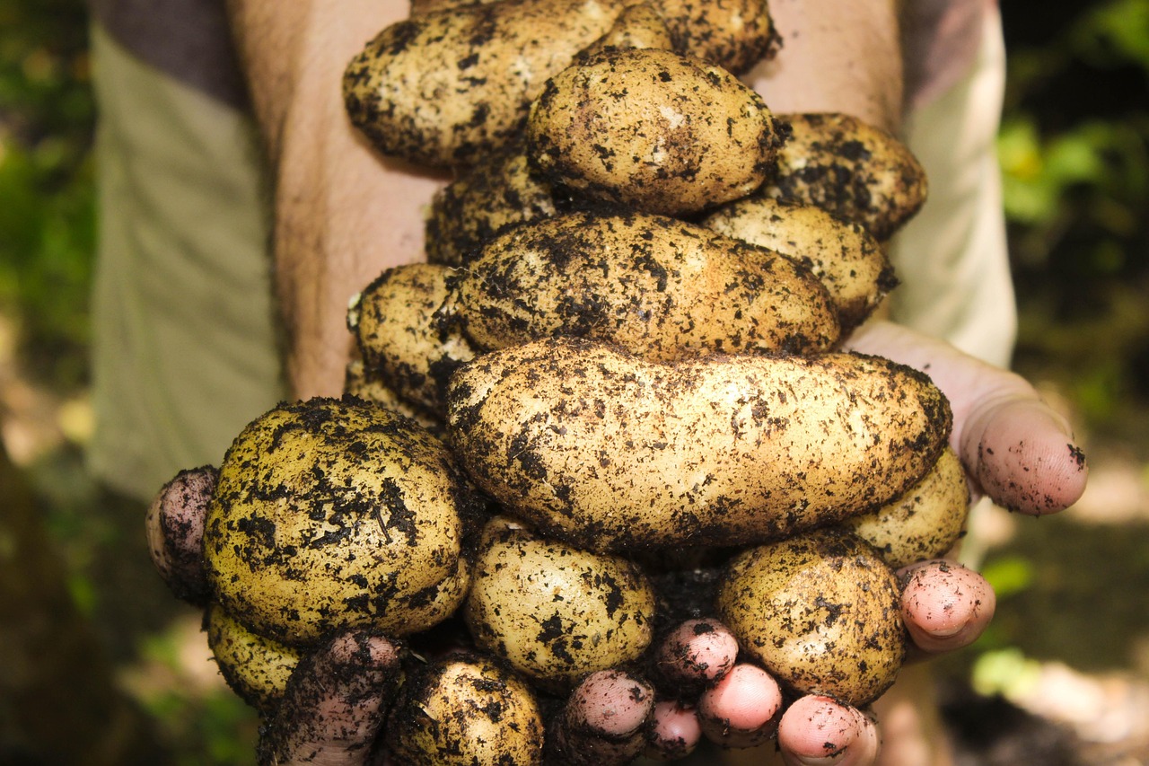 erfahren sie alles über die erntezeit, inklusive techniken, werkzeuge und tipps für eine erfolgreiche ernte. entdecken sie die bedeutung der ernte für die landwirtschaft und genießen sie frische, lokale produkte.