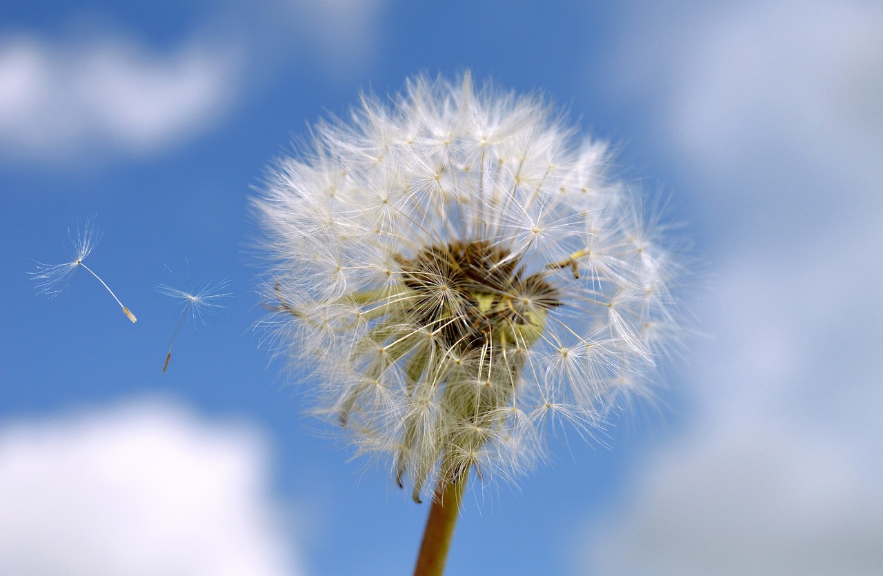 entdecken sie die welt der lebensmittelallergien: symptome, ursachen und effektive behandlungsmöglichkeiten für eine bessere lebensqualität. schützen sie sich und ihre liebsten vor allergenen.