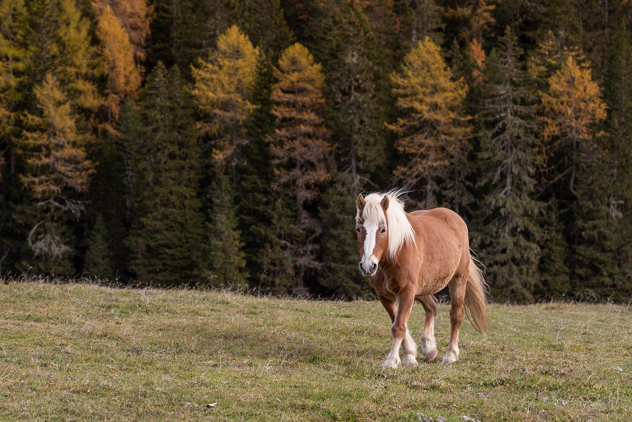 entdecken sie die atemberaubende schönheit der dolomiten, mit majestätischen bergen, malerischen tälern und unvergesslichen wandererlebnissen. ideal für naturliebhaber und abenteuerlustige.