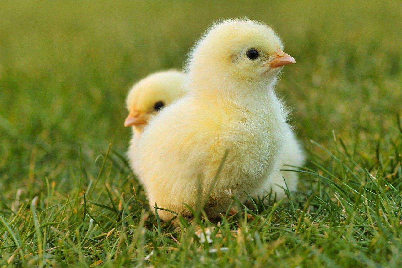 entdecken sie unser festliches oster-menü, das köstliche gerichte und saisonale spezialitäten vereint, um ihr osterfest unvergesslich zu machen. feiern sie mit familie und freunden!