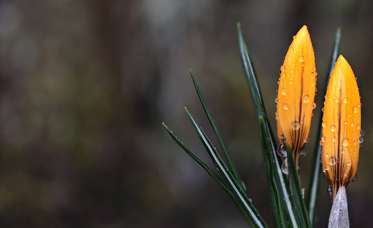 entdecken sie die schönheit des frühlings! genießen sie blühende landschaften, milde temperaturen und die rückkehr des lebens nach der winterpause. inspiriert von der aufblühenden natur und den fröhlichen farben, ist der frühling die perfekte zeit für outdoor-abenteuer und unvergessliche erlebnisse.