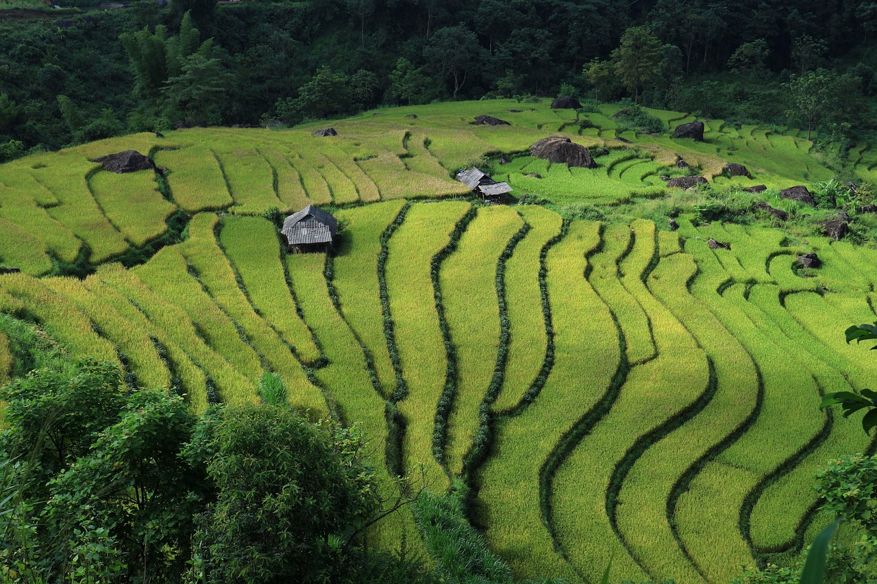 entdecken sie nützliche vietnam-reisetipps für eine unvergessliche reise. von den besten orten bis zu kulturellen einblicken – alles, was sie wissen müssen, um ihren aufenthalt in vietnam optimal zu gestalten.