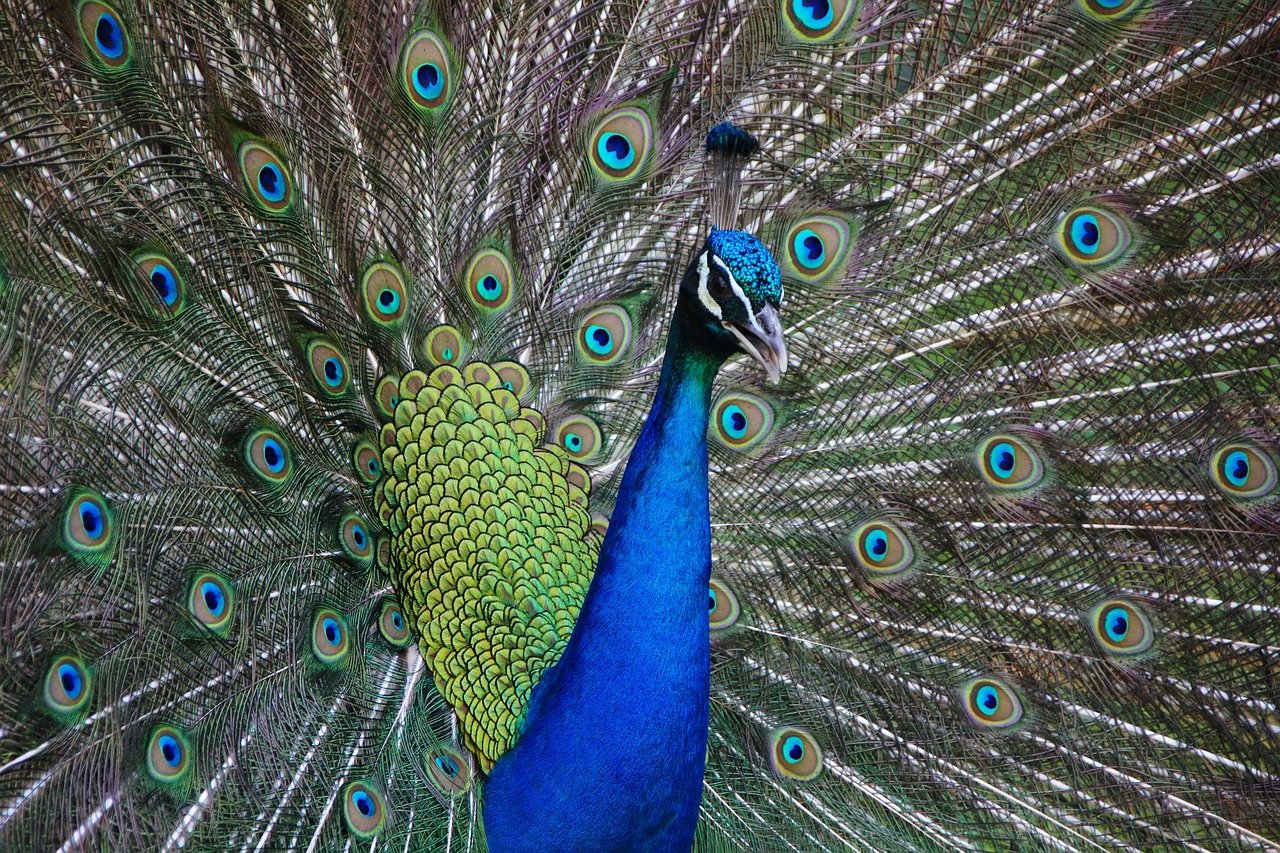 entdecken sie die faszinierende welt der exotik! erleben sie einzigartige abenteuer, entdecken sie außergewöhnliche kulturen und genießen sie faszinierende naturwunder in unseren umfassenden reiseführern.