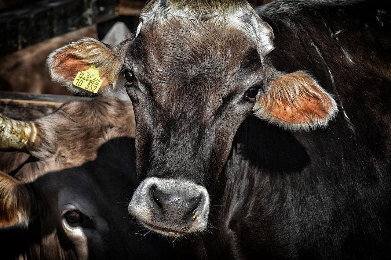 entdecken sie die geheimnisse einer optimalen darmgesundheit! erfahren sie, wie eine ausgewogene ernährung, probiotische lebensmittel und gesunde lebensgewohnheiten ihr wohlbefinden fördern können.