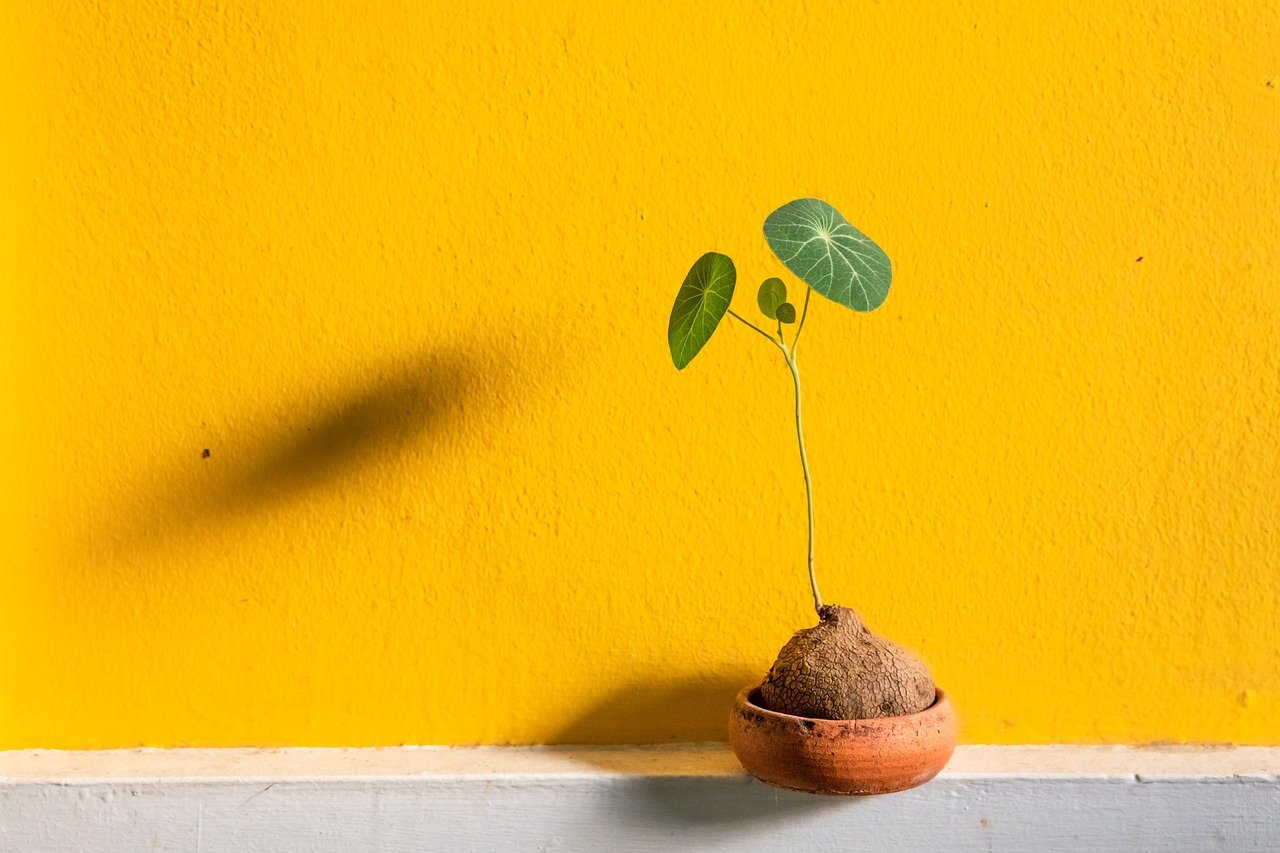 entdecken sie die welt der gartenbaukunst: tipps, techniken und trends für erfolgreiche pflanzenpflege und gartenplanung in der horticulture. verbessern sie ihre gärten mit unserem expertenwissen!