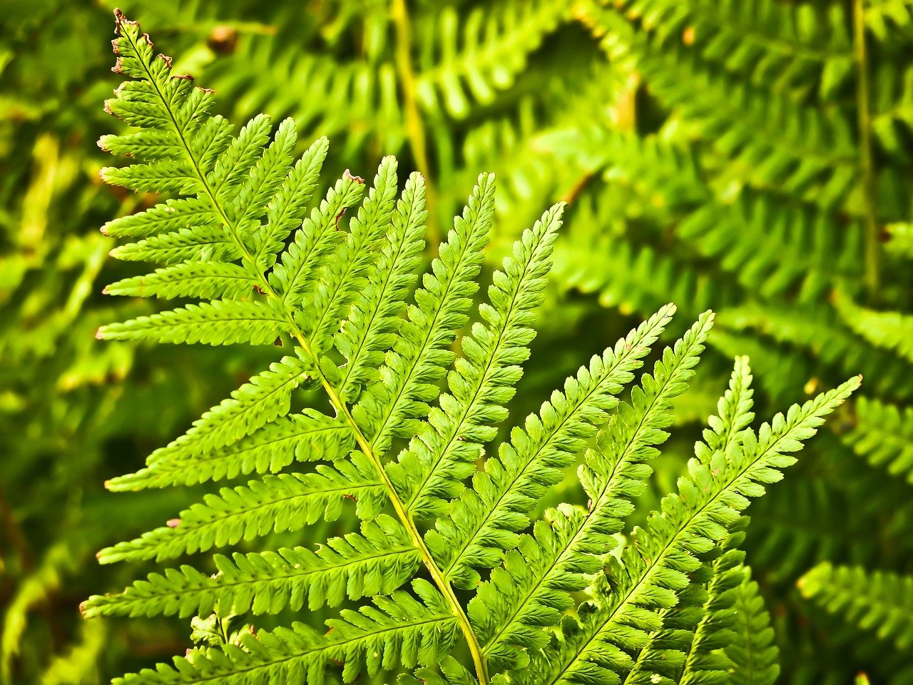 entdecken sie die welt der gartenbaukunst! von der pflanzenpflege bis zur ernte - erfahren sie alles über horticulture, pflanzenzucht und nachhaltige anbaumethoden.
