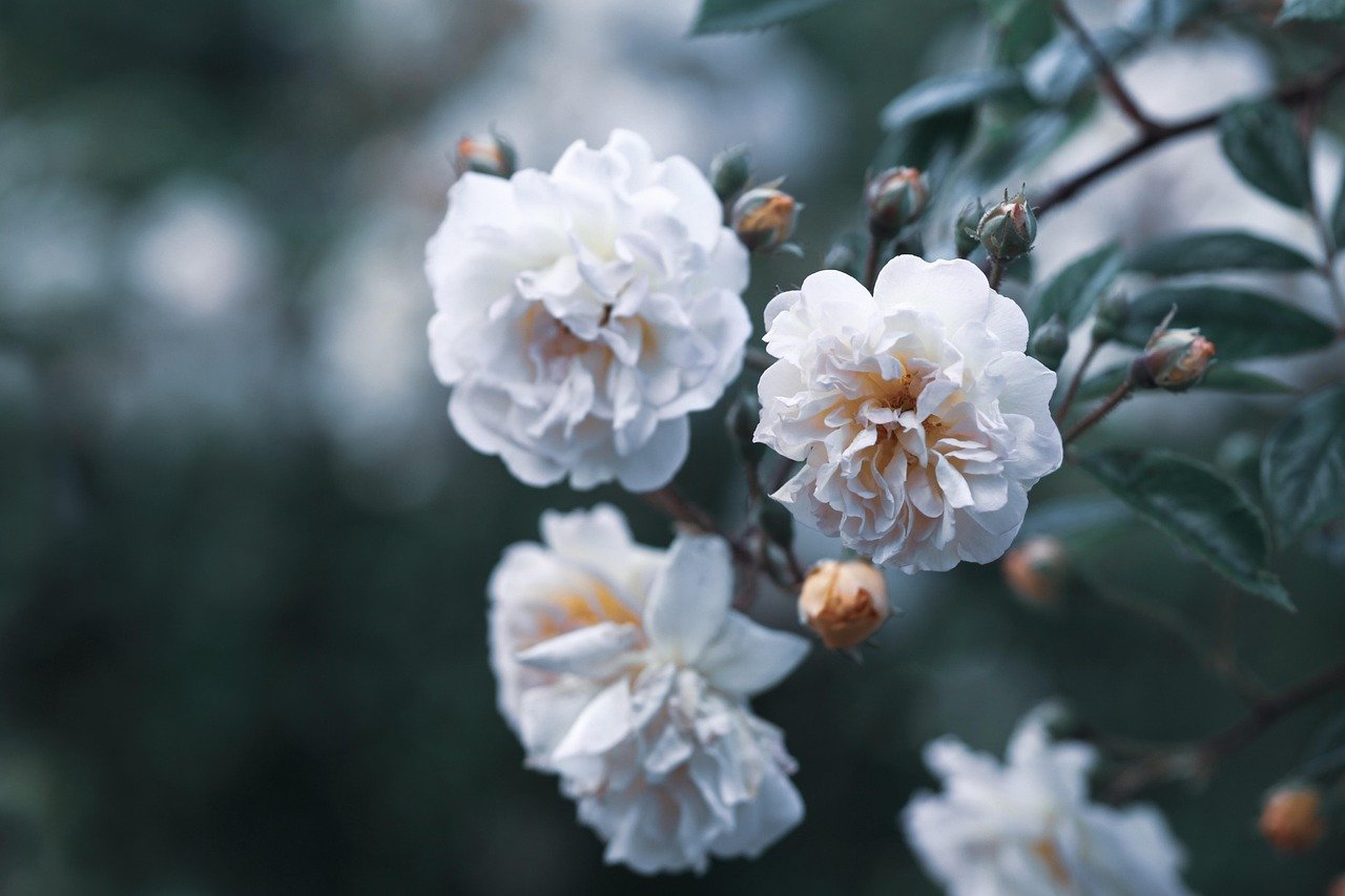 entdecken sie die welt der gartenbaukunst mit unseren umfassenden informationen über pflanzen, anbau und pflege. lernen sie tipps und techniken, um einen blühenden garten zu gestalten.