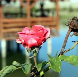 entdecken sie umfassende informationen über die wechseljahre: symptome, behandlungsmöglichkeiten und tipps zur bewältigung dieser natürlichen lebensphase für frauen.