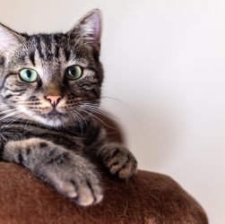 entdecken sie die faszinierende welt der katzen! erfahren sie mehr über verschiedene rassen, pflege, ernährung und verhaltensweisen unserer liebsten haustiere. tauchen sie ein in alles, was mit katzen zu tun hat!
