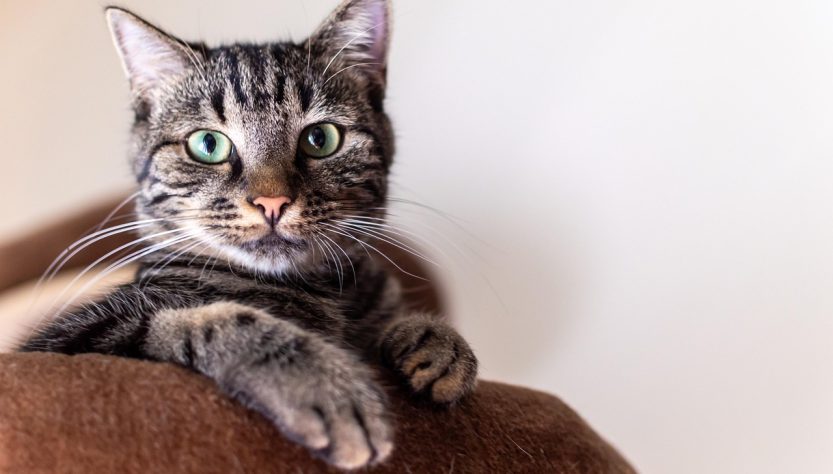 entdecken sie die faszinierende welt der katzen! erfahren sie mehr über verschiedene rassen, pflege, ernährung und verhaltensweisen unserer liebsten haustiere. tauchen sie ein in alles, was mit katzen zu tun hat!