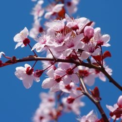 entdecken sie die köstliche welt der kirschen! von saftigen, süßen sorten bis hin zu herzhaften, aromatischen variationen – perfekte rezepte und tipps für den genuss.