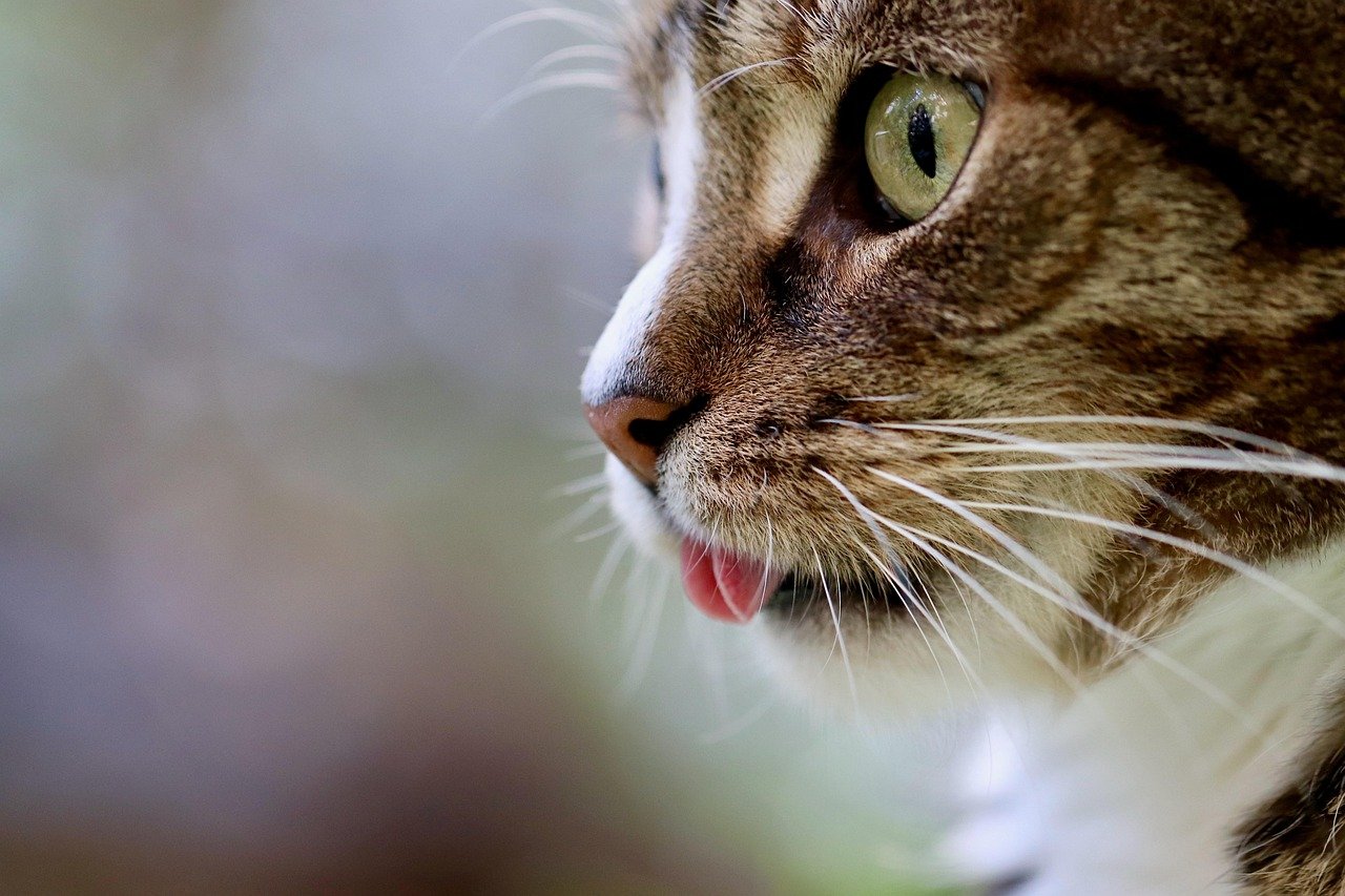 entdecken sie die faszinierende welt der katzen! von pflege- und ernährungstipps bis zu interessanten fakten über verschiedene katzenrassen – alles, was sie über ihre katze wissen müssen, finden sie hier.