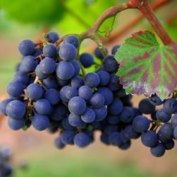 entdecken sie die faszinierenden weinregionen japans, wo tradition und innovation aufeinandertreffen. erfahren sie mehr über die einzigartigen rebsorten, renommierten weingüter und die reiche kultur des japanischen weins.