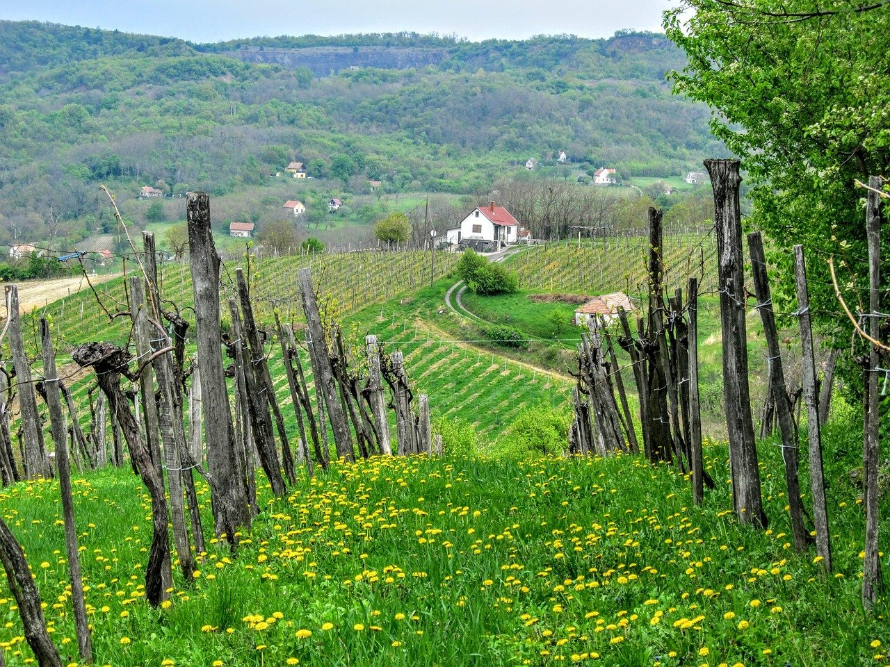 entdecken sie die faszinierenden weinregionen japans, die einzigartige aromen und traditionsreiche herstellungsverfahren bieten. erfahren sie mehr über die besten weine aus hokkaido bis kumamoto und die kultur, die hinter diesen edlen tropfen steht.