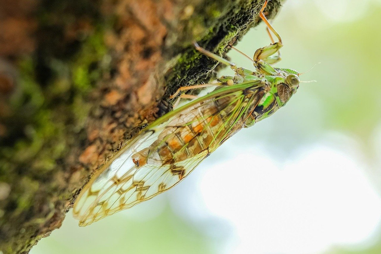 erleben sie die magie der mittsommernacht! entdecken sie traditionelle bräuche, festliche feiern und die schönheit der natur während des längsten tages des jahres in unseren aufregenden veranstaltungen und aktivitäten.