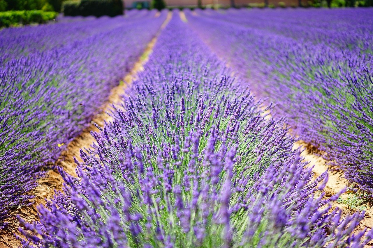 erleben sie die zauberhafte provence, ein malerisches reiseziel in südfrankreich, bekannt für ihre atemberaubenden landschaften, duftenden lavendelfelder und historischen dörfer. entdecken sie die reiche kultur, die köstliche küche und die herzliche gastfreundschaft dieser einzigartigen region.