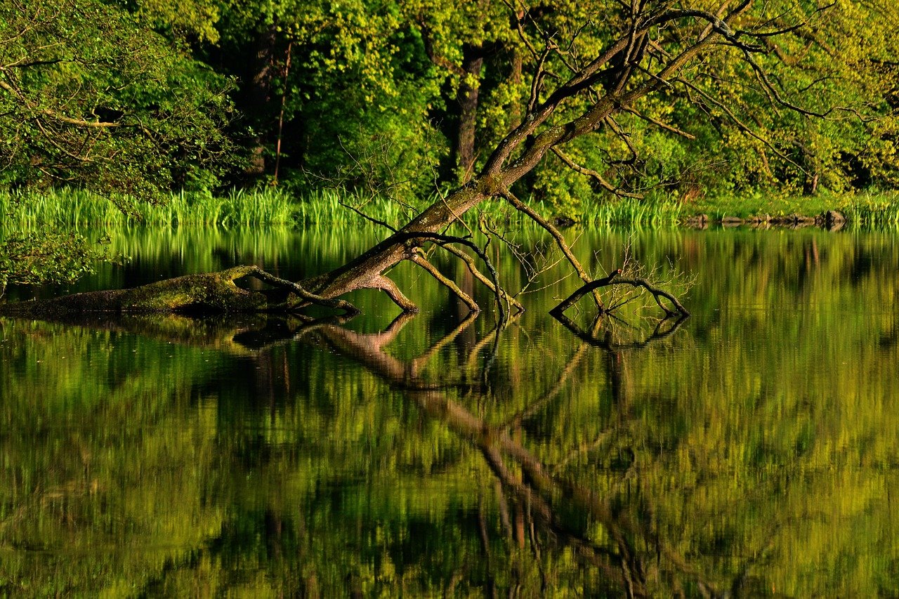 entdecken sie die schönheit thüringens: eine faszinierende region in deutschland, bekannt für ihre reiche geschichte, atemberaubende landschaften und kulturellen schätze. erleben sie die natur, genießen sie regionale köstlichkeiten und besuchen sie historische städte wie erfurt, weimar und jena.