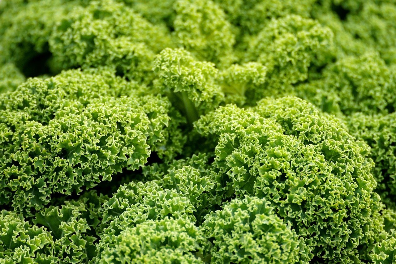 entdecken sie die welt der veganen ernährung! tipps, rezepte und informationen zu pflanzlicher ernährung für ein gesundes und nachhaltiges leben. erfahren sie, wie einfach und lecker vegan sein kann!