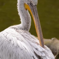 entdecken sie die aufregende welt des zoos! erleben sie faszinierende tiere aus aller welt, spannende tierfütterungen und lehrreiche ausstellungen für die ganze familie.