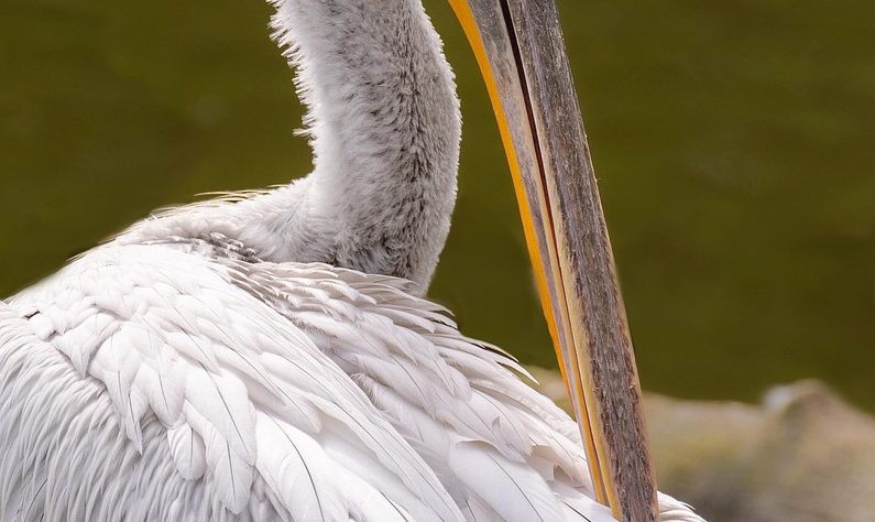 entdecken sie die aufregende welt des zoos! erleben sie faszinierende tiere aus aller welt, spannende tierfütterungen und lehrreiche ausstellungen für die ganze familie.