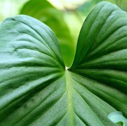 erfahren sie alles über wirksame behandlungsmöglichkeiten für krampfadern. entdecken sie moderne therapien, die ihnen helfen, schmerzen zu lindern und ihre beine gesund zu halten.