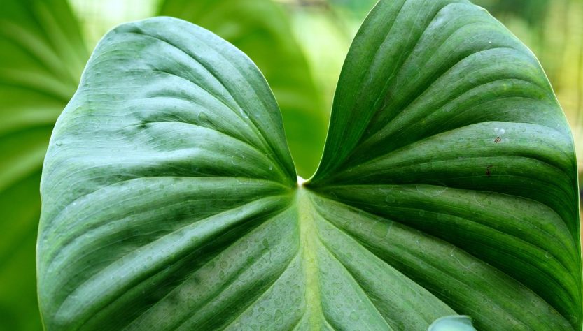 erfahren sie alles über wirksame behandlungsmöglichkeiten für krampfadern. entdecken sie moderne therapien, die ihnen helfen, schmerzen zu lindern und ihre beine gesund zu halten.