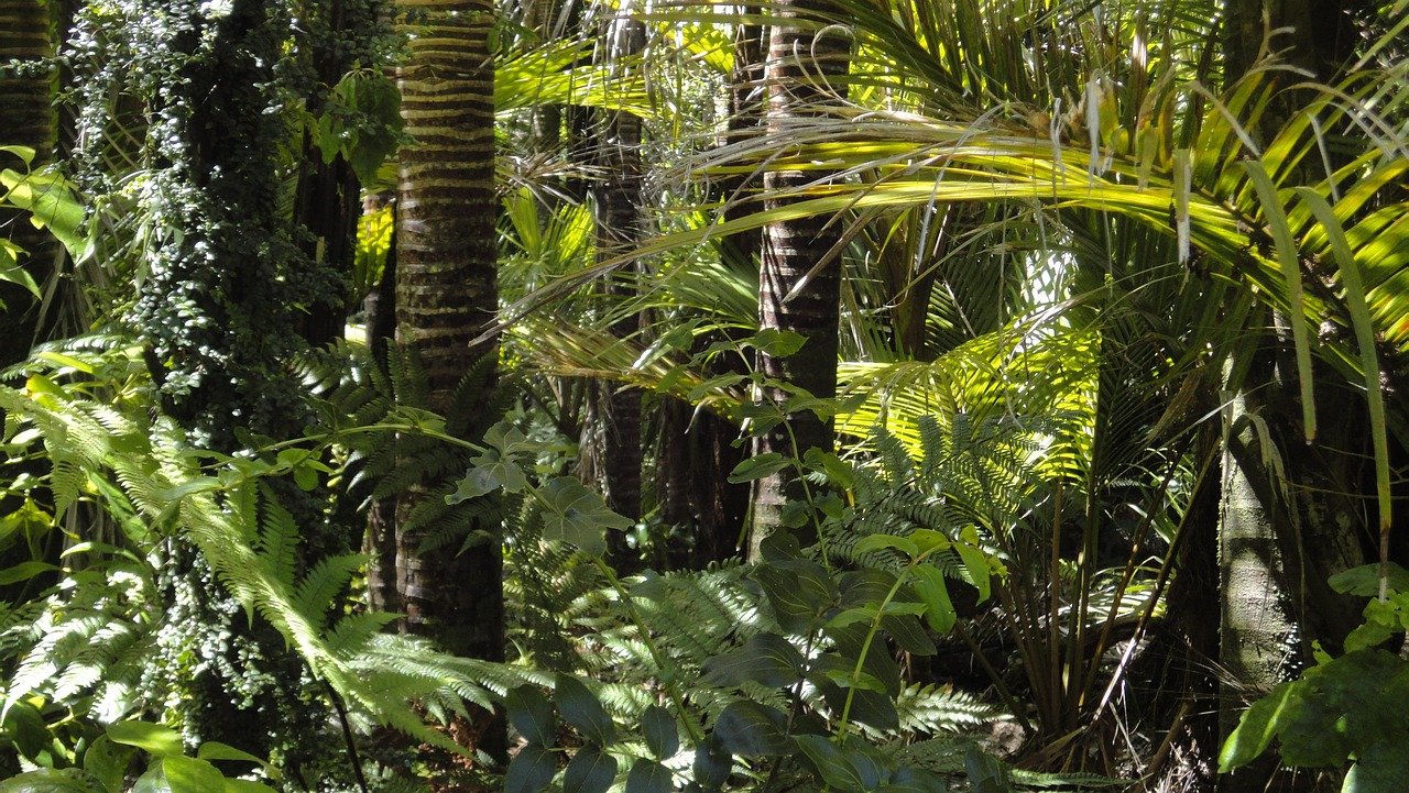 entdecken sie den amazonas-regenwald, das grüne herz der erde, das reich an biodiversität ist. erfahren sie mehr über seine faszinierende tierwelt, die einheimischen kulturen und die bedrohungen, denen dieses einzigartige ökosystem ausgesetzt ist.