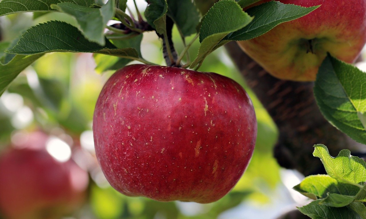 entdecken sie die besten apple trade-optionen! tauschen sie ihre apple-geräte einfach und sicher und erhalten sie attraktive angebote für upgrades oder neue technologien.