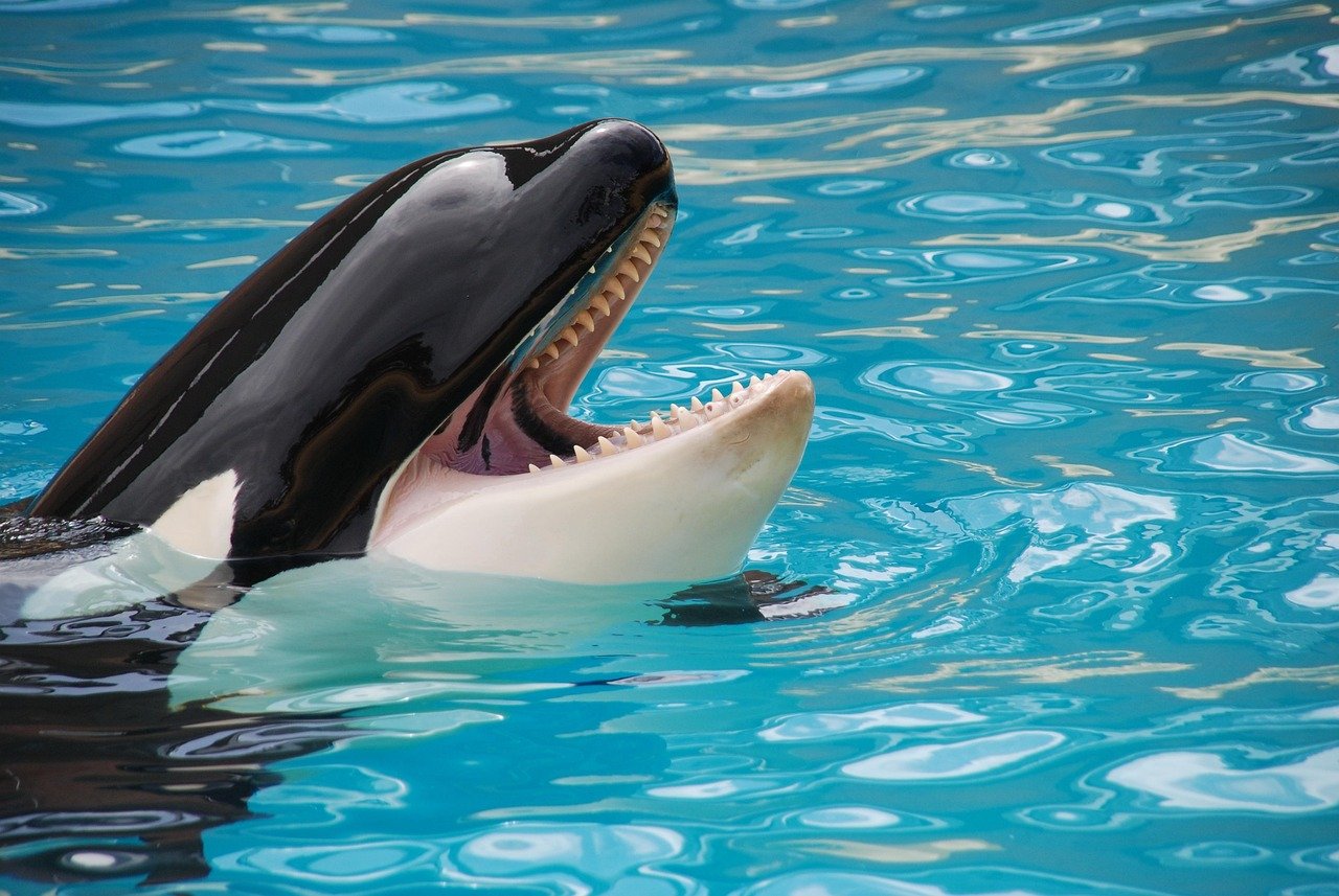 entdecken sie die faszinierende welt der orcas! erfahren sie mehr über diese majestätischen meeressäuger, ihre lebensweise, ihr verhalten und ihre rolle im ökosystem. tauchen sie ein in die spannende forschung und den schutz dieser beeindruckenden tiere.