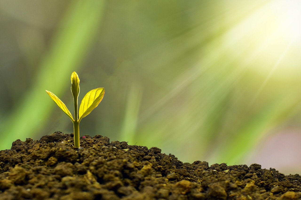 entdecken sie die neuesten trends und strategien zur nachhaltigkeit. erfahren sie, wie unternehmen und einzelpersonen umweltfreundliche praktiken umsetzen, um eine bessere zukunft für unseren planeten zu schaffen.