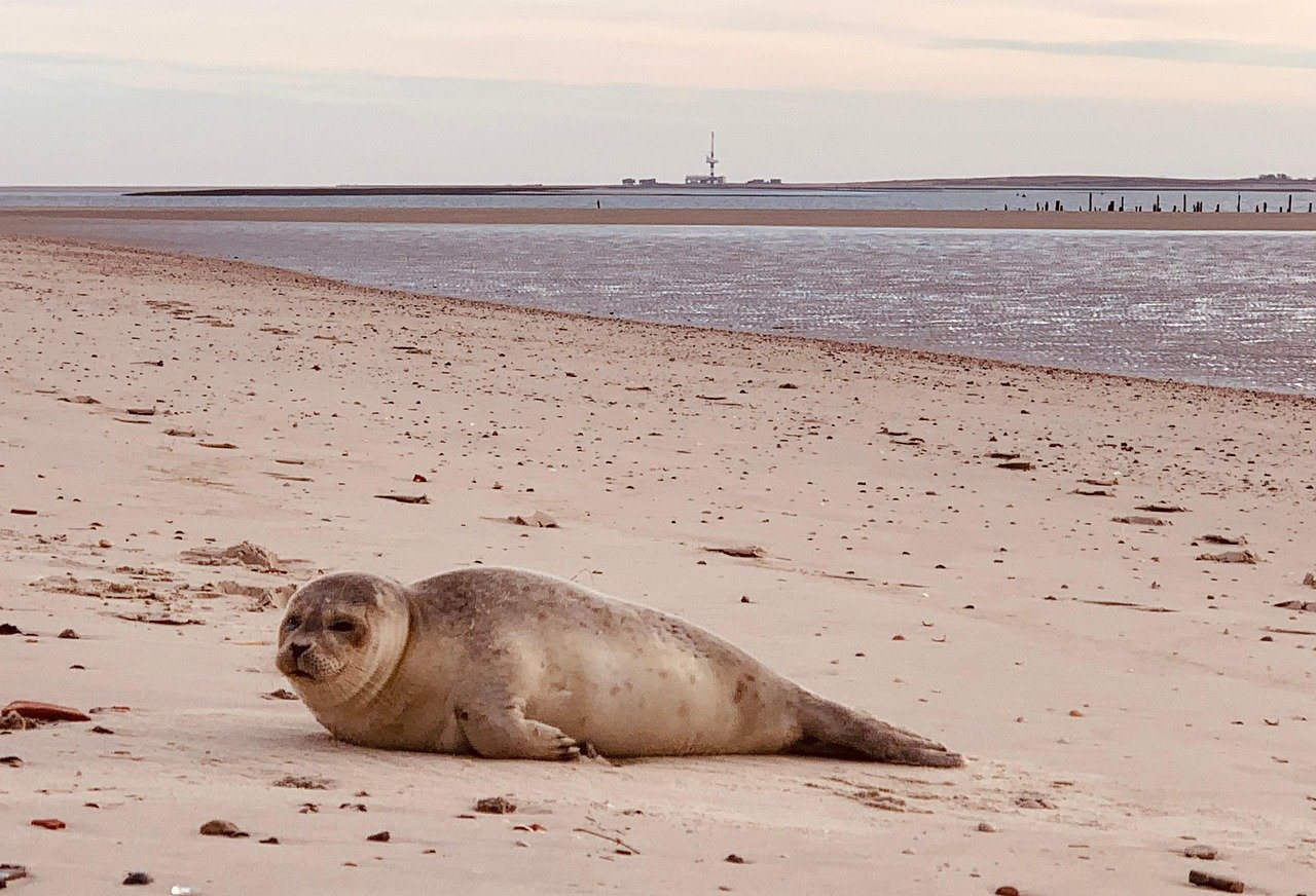 entdecken sie wangerooge, eine idyllische insel der nordsee, bekannt für ihre malerischen strände, die unberührte natur und entspannende aktivitäten. erleben sie unvergessliche tage inmitten einer einzigartigen küstenlandschaft.
