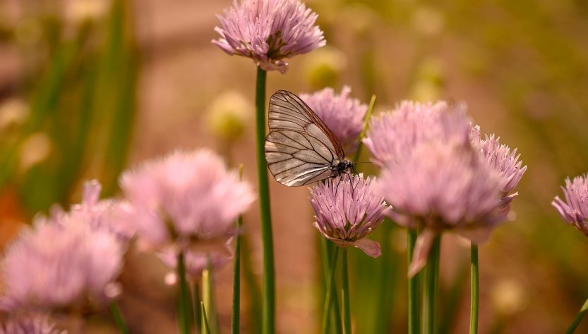 entdecken sie den sommer! erleben sie sonnige tage, entspannte momente im freien und die besten tipps für ihre sommerzeit. alles rund um aktivitäten, mode und genuss in der warmen jahreszeit.