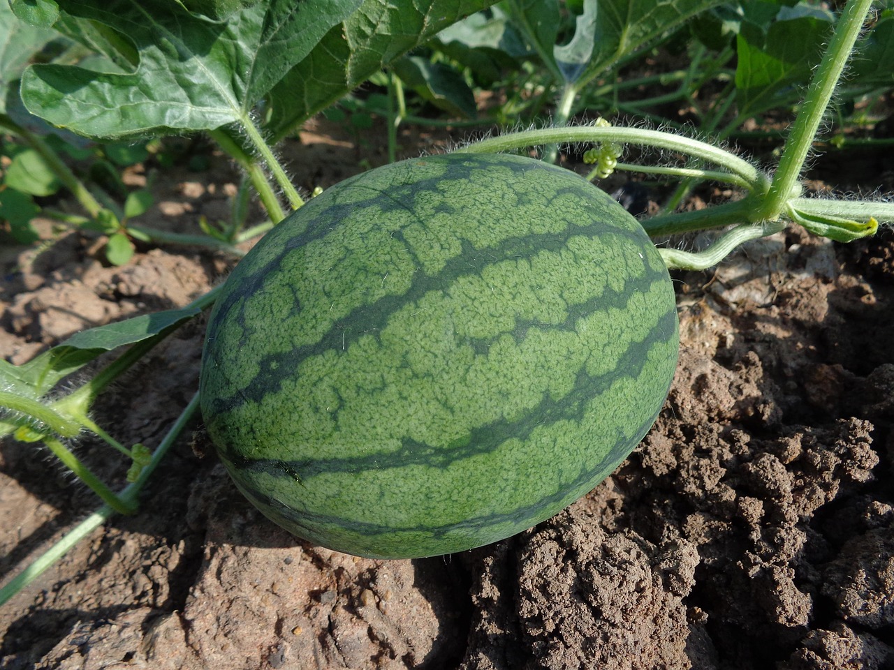 entdecken sie alles über wassermelonen: tipps zu anbau, pflege und rezepte. erfahren sie, wie sie die beste wassermelone auswählen und gesund genießen können.