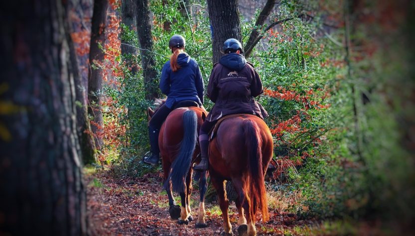 entdecke die faszinierende welt des hobby horsing! hier findest du tipps, trends und informationen rund um das kreative steckenpferd-reiten – ein einzigartiges hobby für kinder und jugendliche.