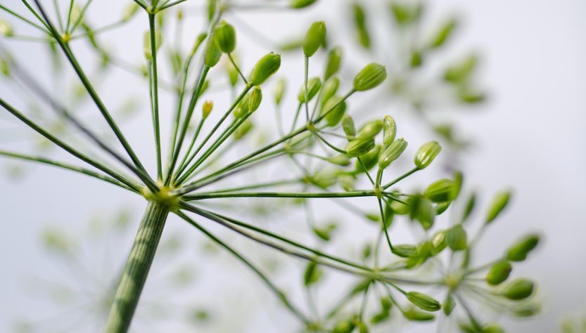 entdecken sie eine kulinarische reise voller einzigartiger aromen, kreativer rezepte und inspirierender genussmomente. lassen sie sich von internationalen spezialitäten begeistern und erleben sie kochkunst auf höchstem niveau!