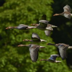 erfahren sie alles über migration: ursachen, auswirkungen und herausforderungen. entdecken sie, wie migration gesellschaften verändert und welche chancen und lösungen sie bietet.