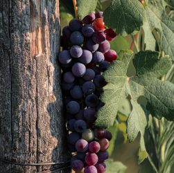 entdecken sie die faszinierende welt der winzer: erfahren sie alles über weinbau, traditionen und innovative techniken. lernen sie, wie leidenschaft und fachwissen exzellente weine hervorbringen.