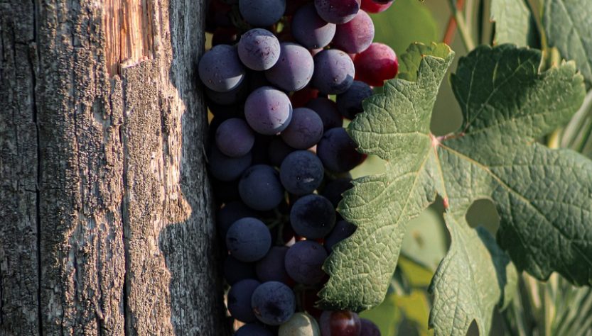 entdecken sie die faszinierende welt der winzer: erfahren sie alles über weinbau, traditionen und innovative techniken. lernen sie, wie leidenschaft und fachwissen exzellente weine hervorbringen.