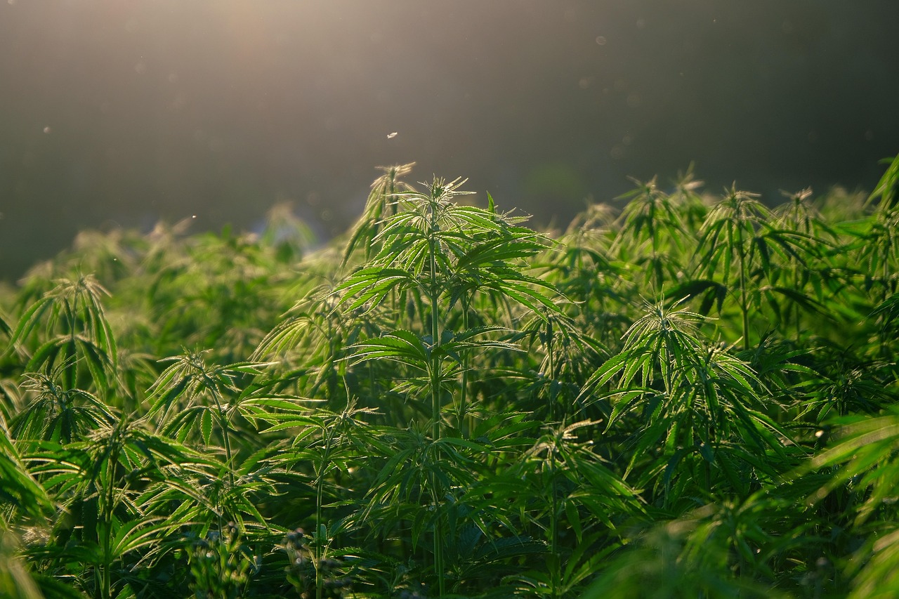 erfahren sie alles über das cannabis business: neuigkeiten, trends, rechtliche aspekte und geschäftsmöglichkeiten in der schnell wachsenden cannabisbranche in deutschland.