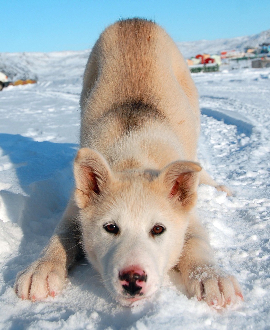 entdecken sie greenland – atemberaubende naturlandschaften, faszinierende gletscher und die einzigartige kultur der inuit. planen sie ihre reise in das größte inselparadies der arktis mit unseren tipps und informationen.