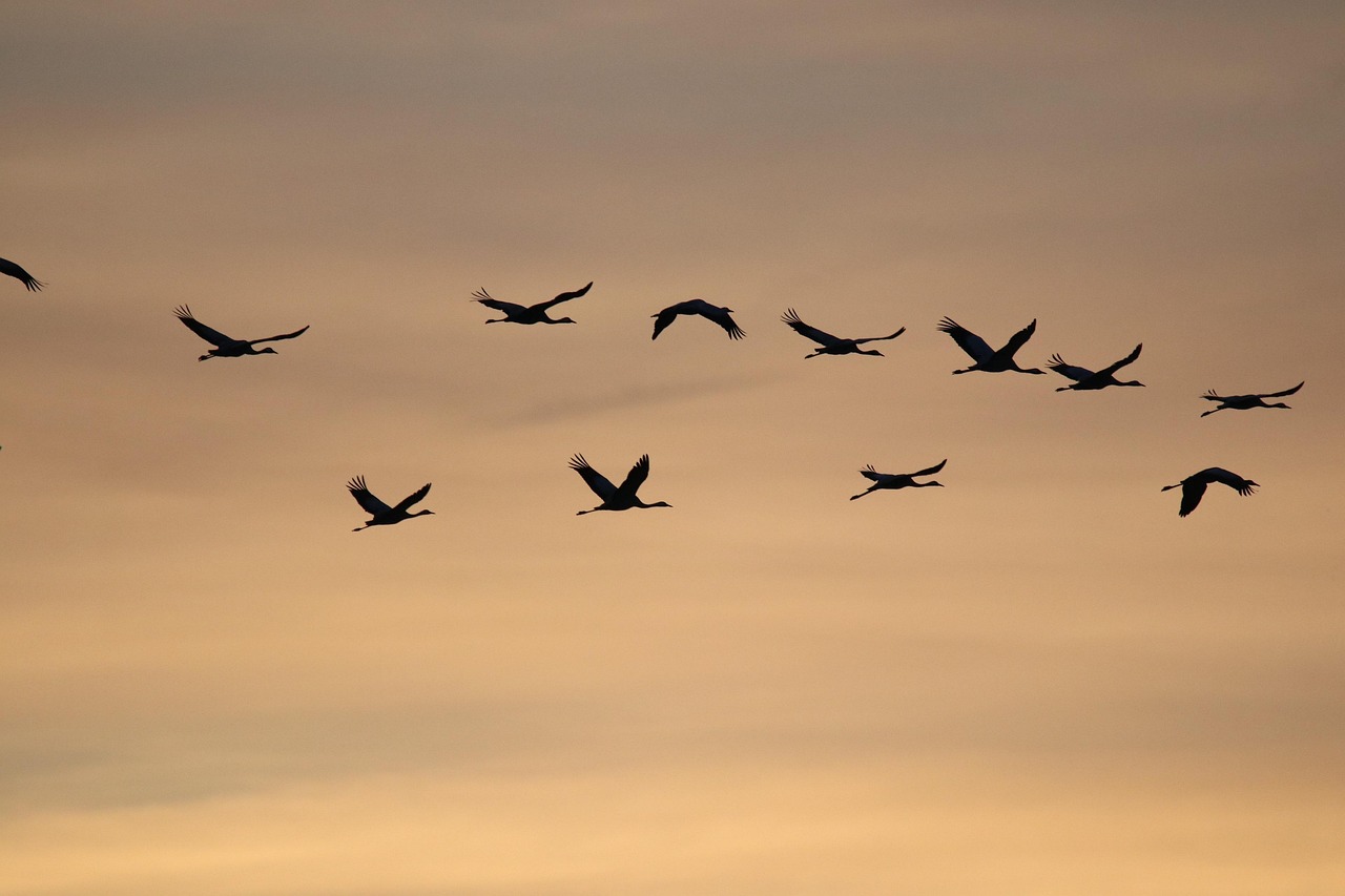 entdecken sie alles rund um migration: ursachen, herausforderungen und chancen für gesellschaft, wirtschaft und kultur. aktuelle informationen und fundierte einblicke auf einen blick.