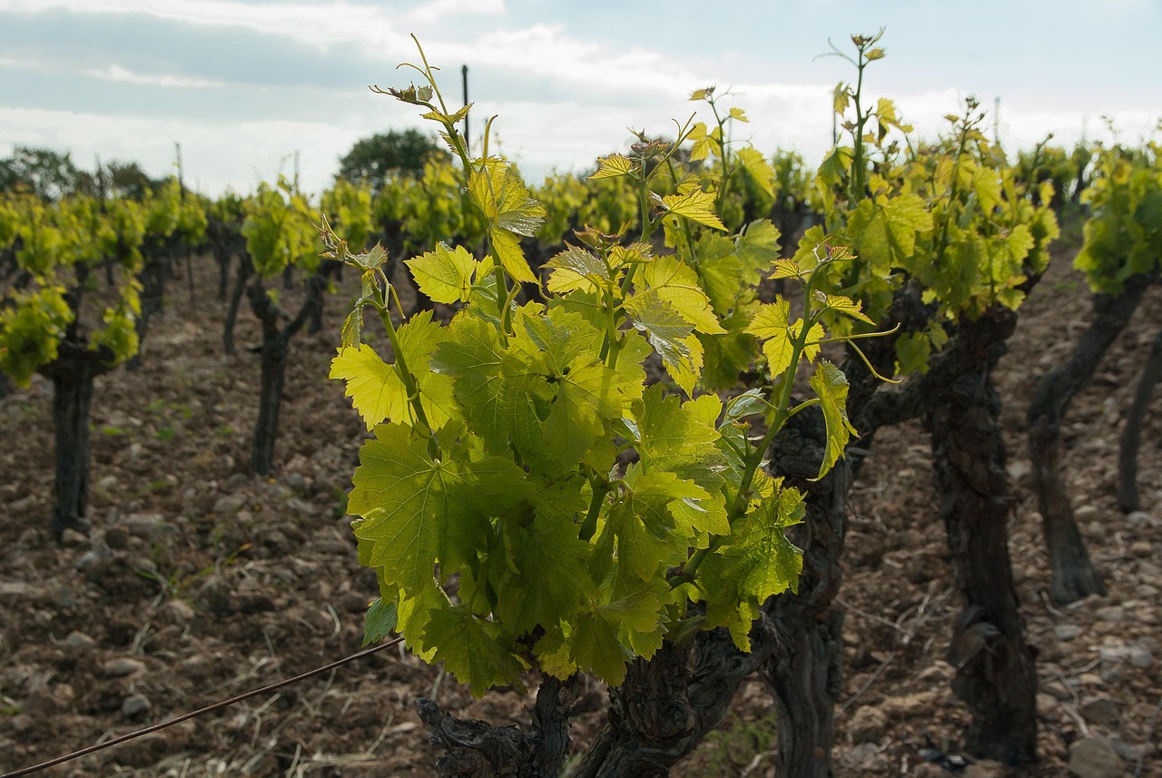 entdecken sie die faszinierende welt der winzer: informationen über weinherstellung, traditionen, innovative methoden und tipps für weinliebhaber. alles rund um wein und weinbauer in deutschland.